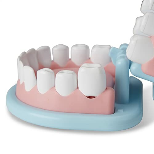 Dental model showing teeth and gums.